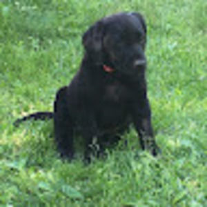 Meet your Posher, Betsy